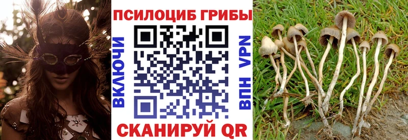 дарнет шоп  Старая Купавна  Галлюциногенные грибы мицелий 